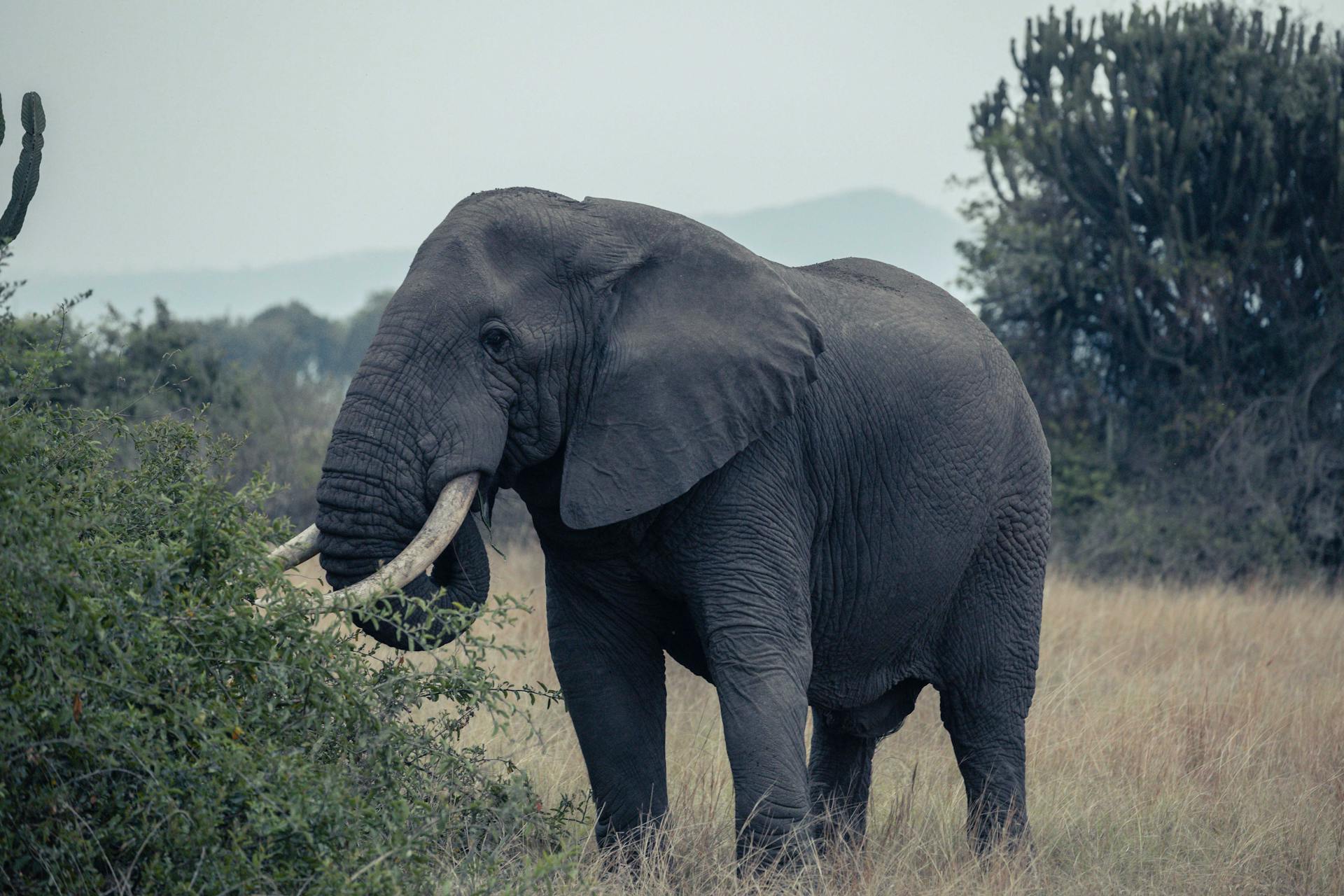 Lake Albert luxury safari Uganda