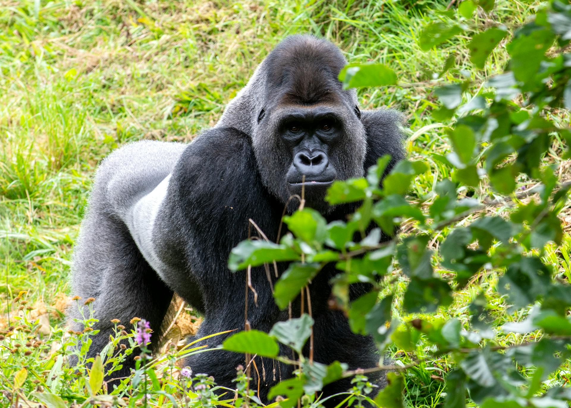 Rwanda gorilla trek