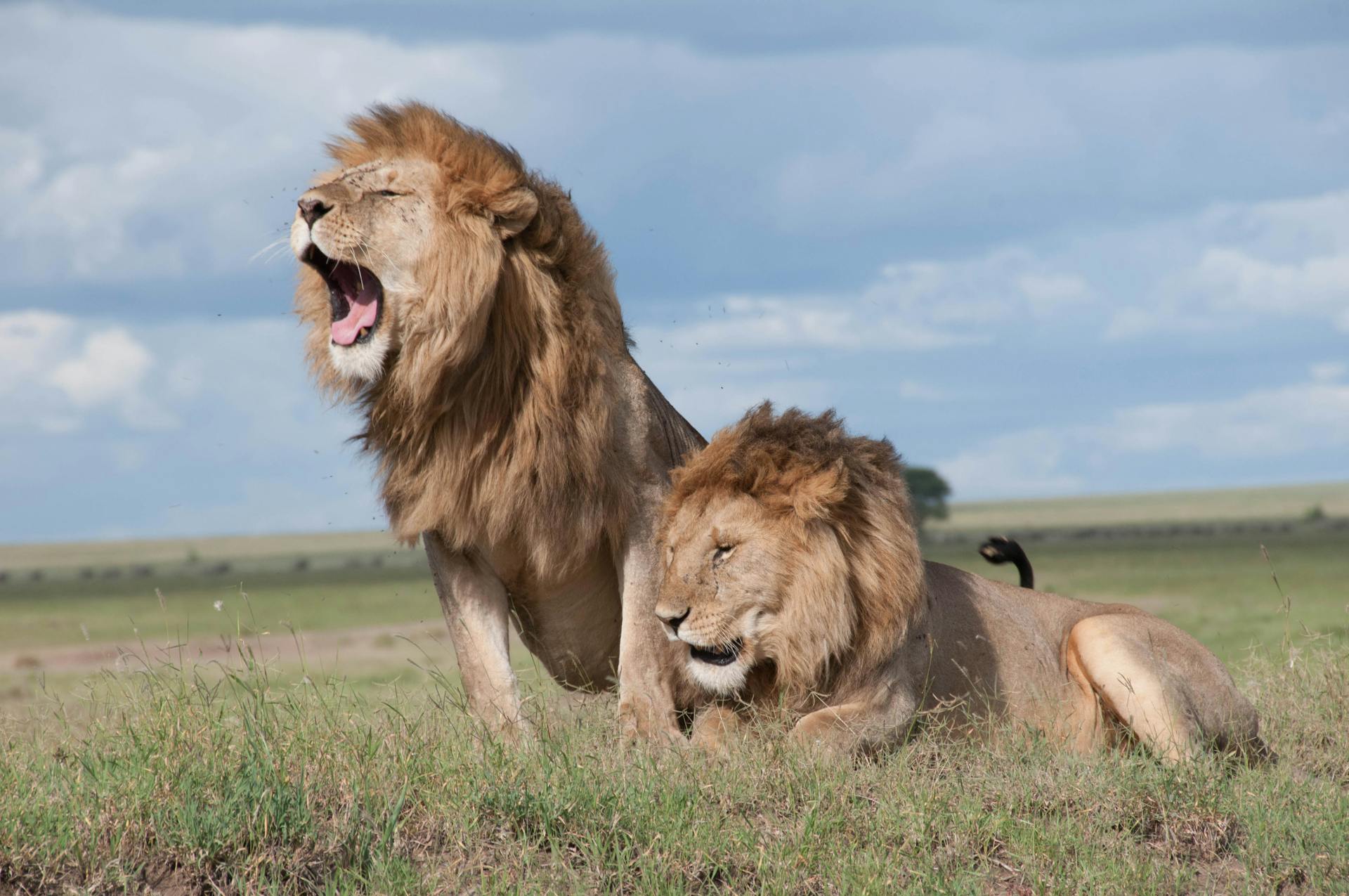 Lion in Masai Mara