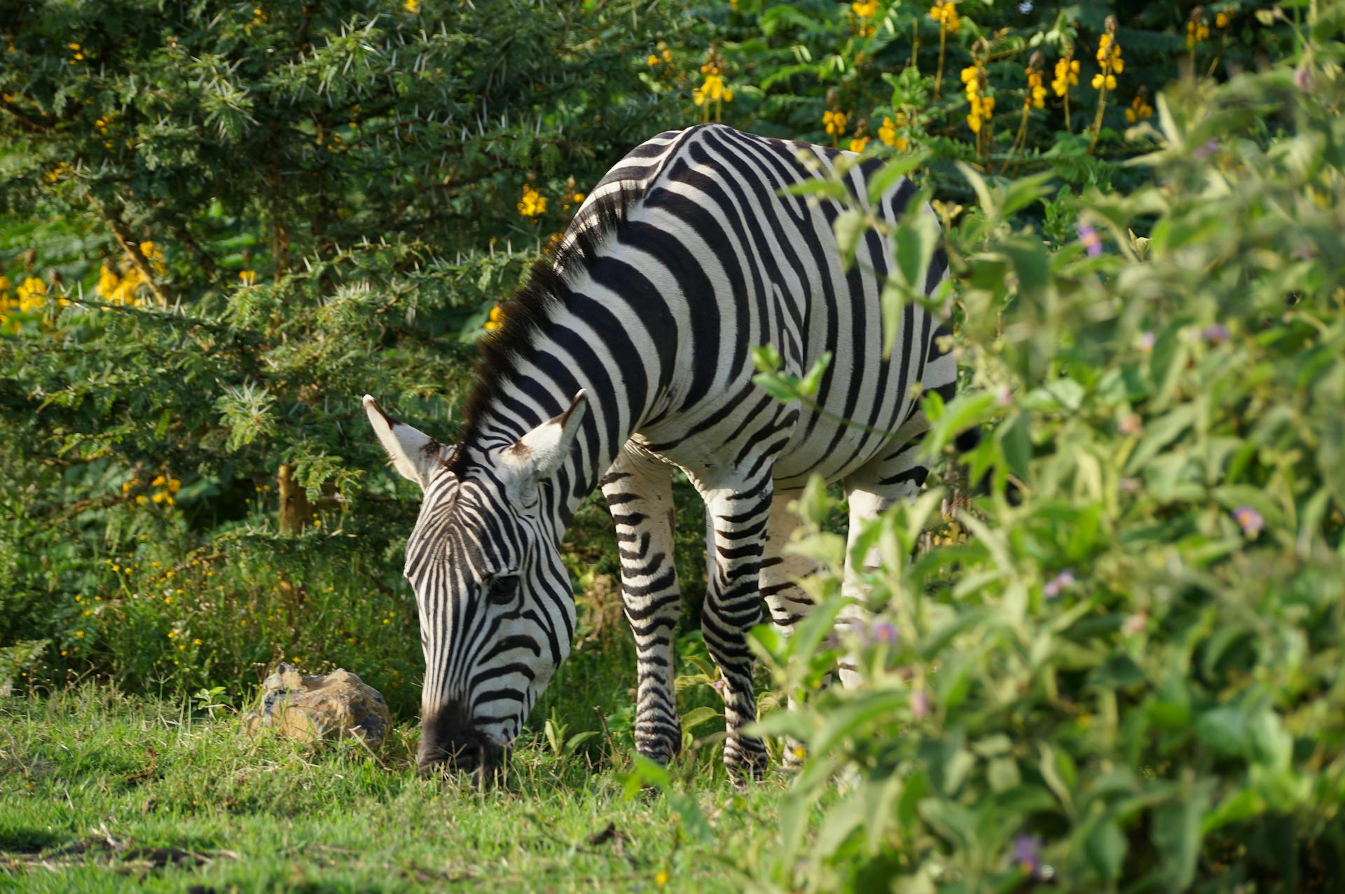 Grevy’s zebras