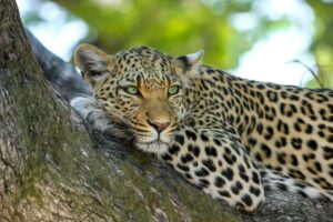 Samburu National Reserve